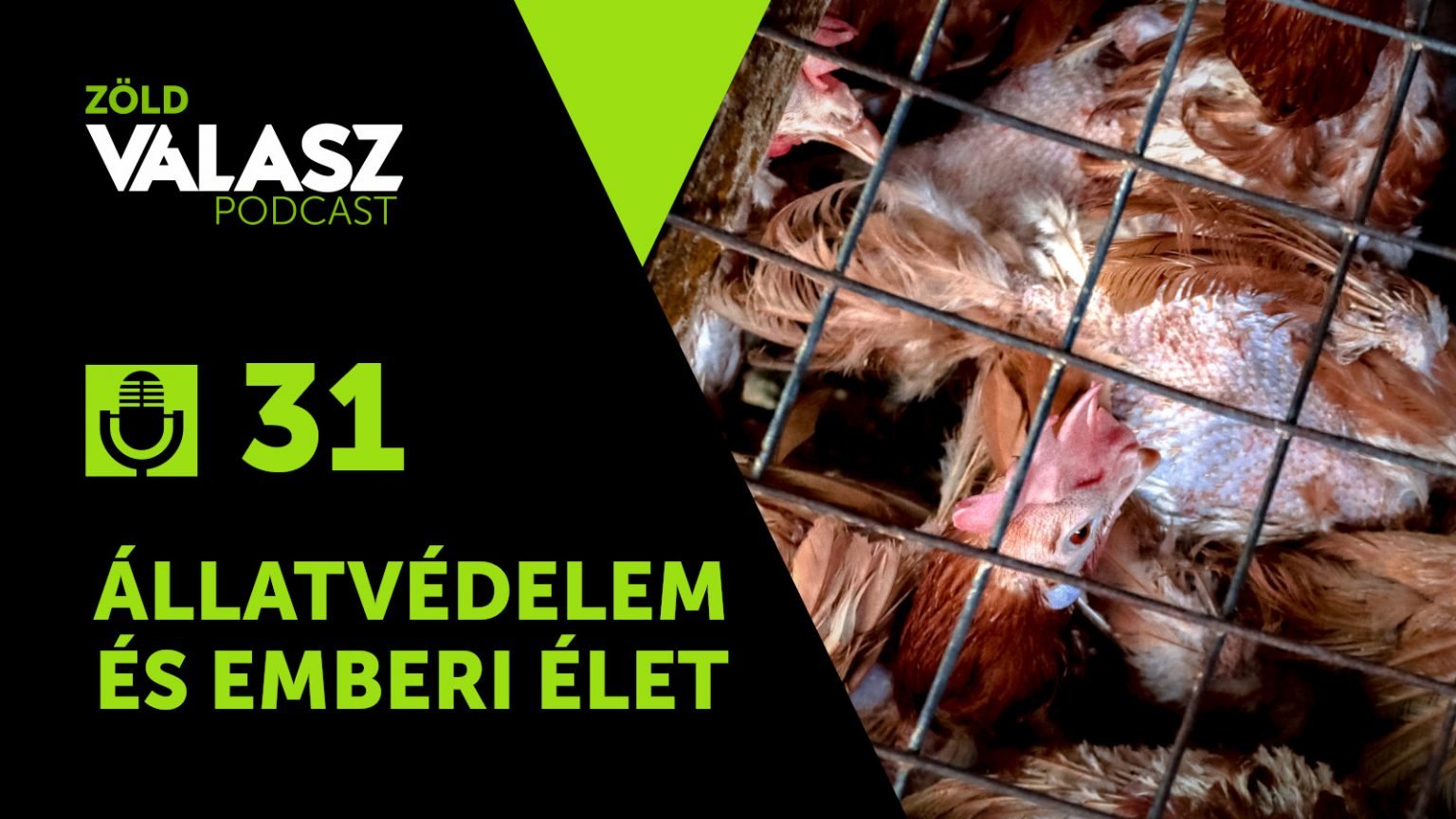 zoldvalasz-szollosi-reka-nagy-ervin-podcast-1536x864-1.jpg