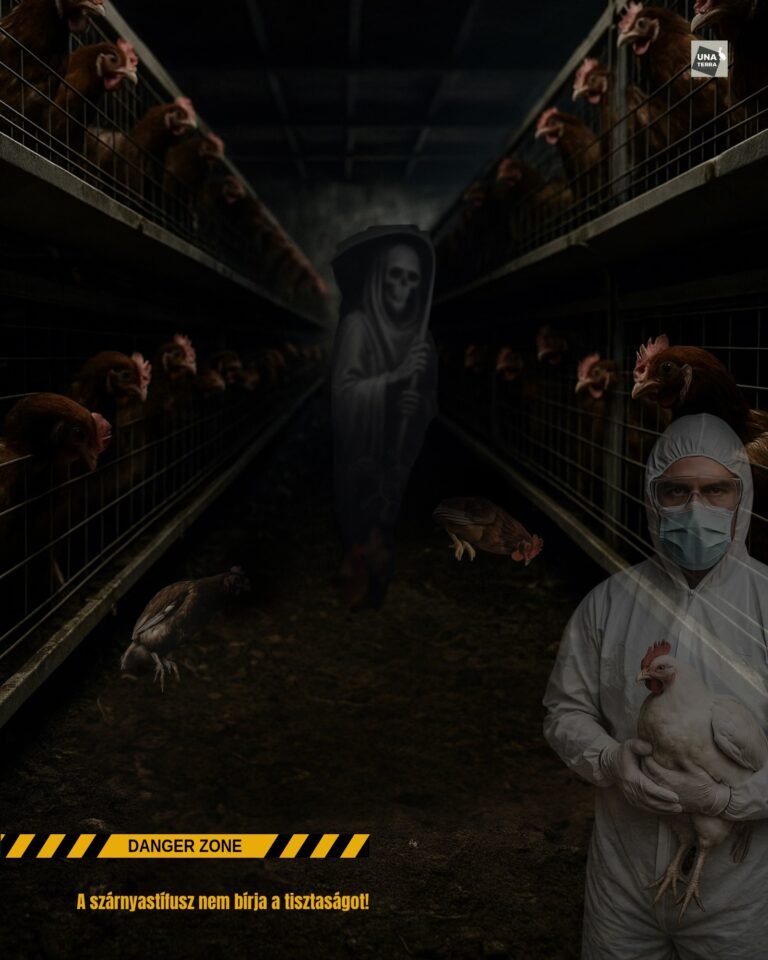 Finnországban váratlanul baromfitífusz esetet jelentettek