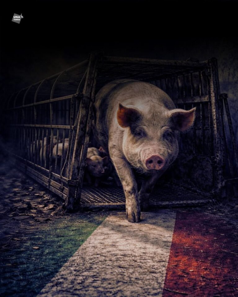 Olaszország a ketrecmentesség útján