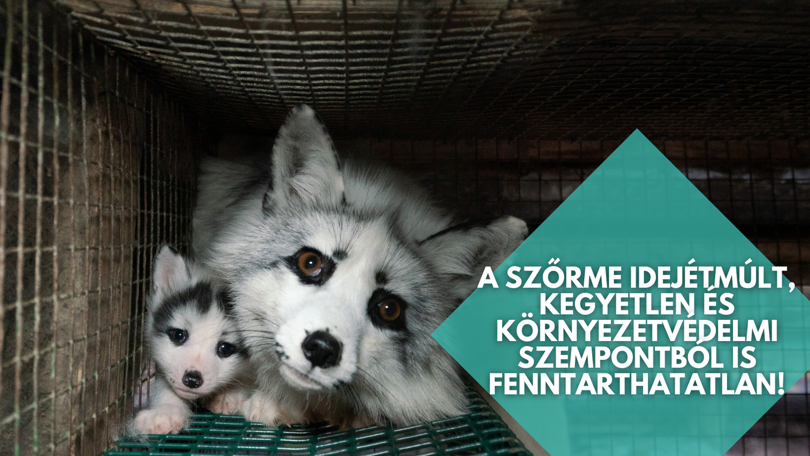 A SZŐRME IDEJÉTMÚLT, KEGYETLEN ÉS KÖRNYEZETVÉDELMI SZEMPONTBÓL IS FENNTARTHATATLAN!